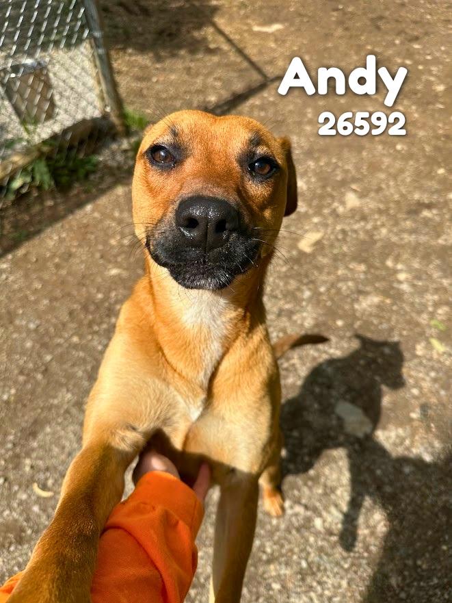 Enlarge Andy, an adopted mixed breed in Oak Ridge, TN image 4/6