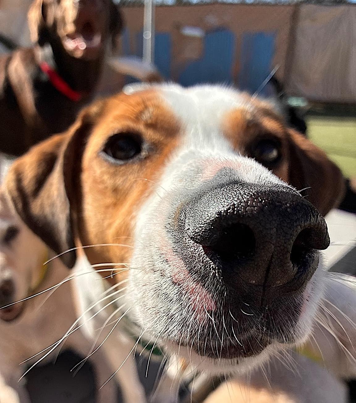 Gracie Mae — thumbnail 4