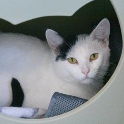 Valerie, Adoptable, Young Female Domestic Short Hair.