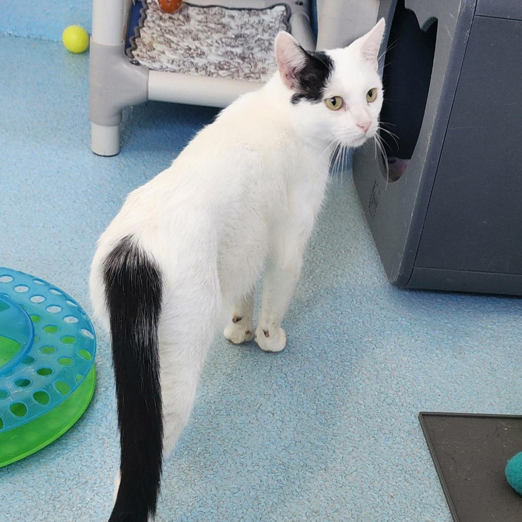 Enlarge Valerie, a Adoptable Domestic Short Hair in Columbus, NC image 2/6