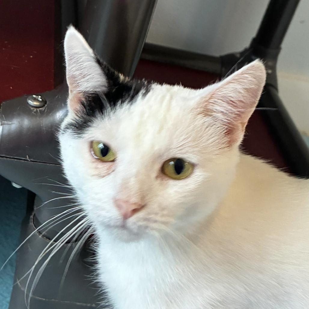 Enlarge Valerie, a Adoptable Domestic Short Hair in Columbus, NC image 3/6