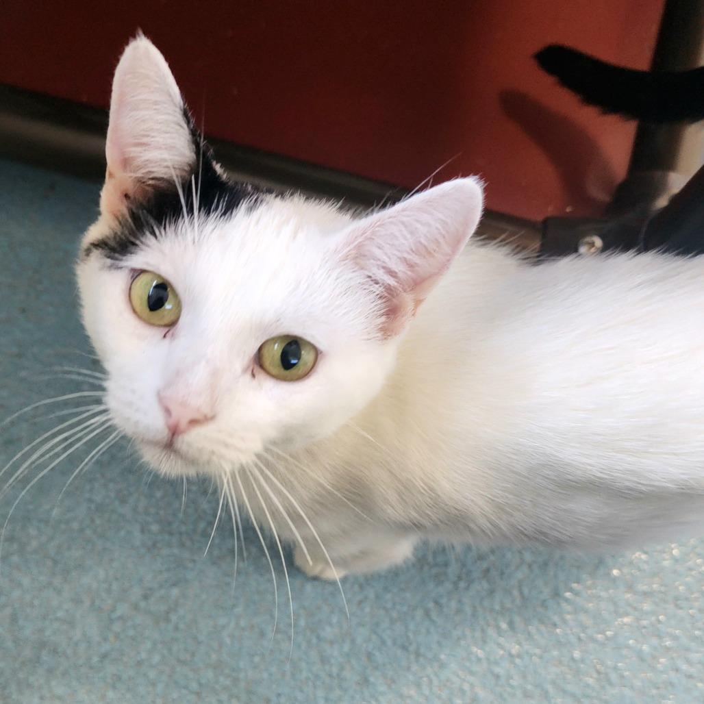 Enlarge Valerie, a Adoptable Domestic Short Hair in Columbus, NC image 4/6
