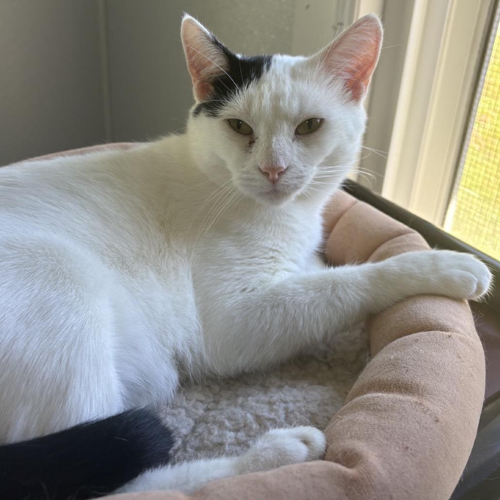 Enlarge Valerie, a Adoptable Domestic Short Hair in Columbus, NC image 5/6