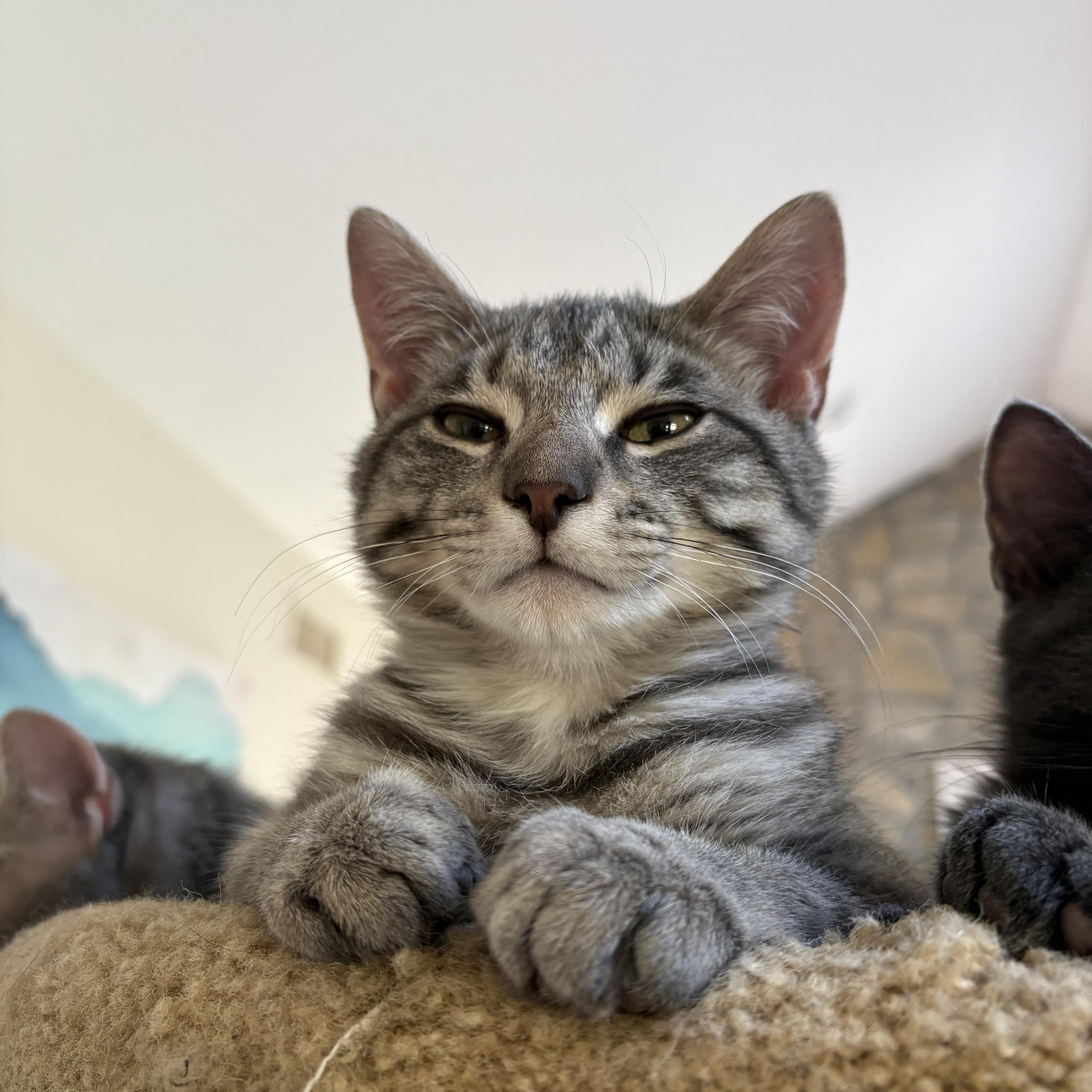 Thyme, adopted, Kitten Male American Shorthair & Tabby.