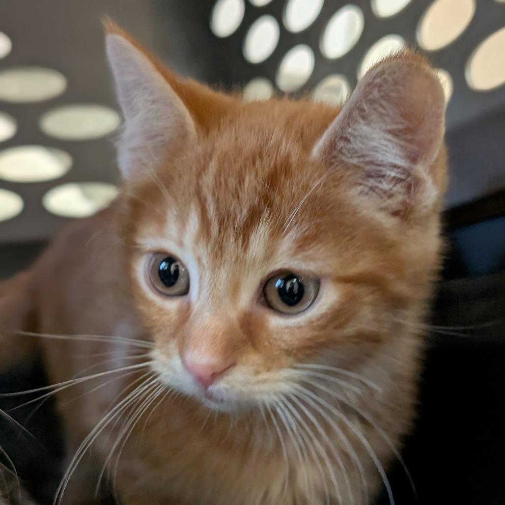 Enlarge Carlsbad, a Adoptable Domestic Short Hair in Asheville, NC image 1/5