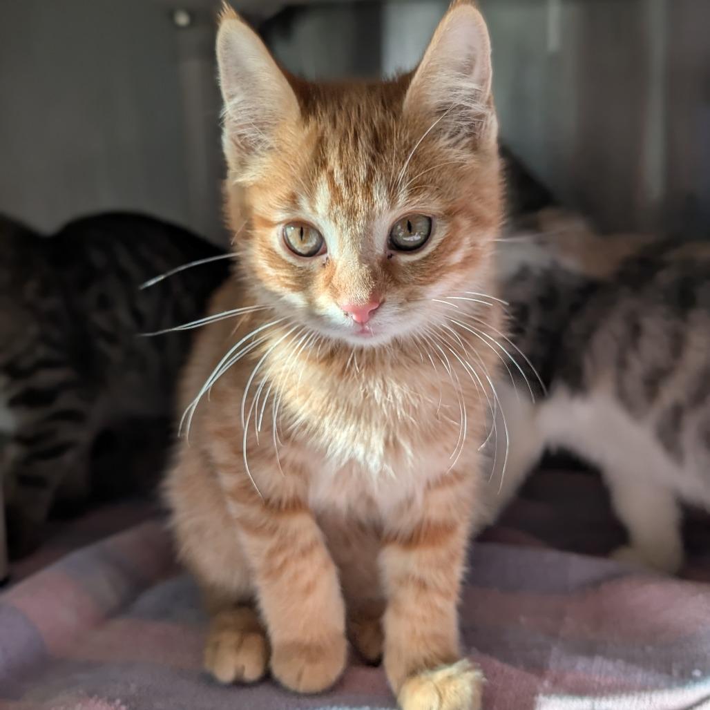 Enlarge Carlsbad, a Adoptable Domestic Short Hair in Asheville, NC image 2/5