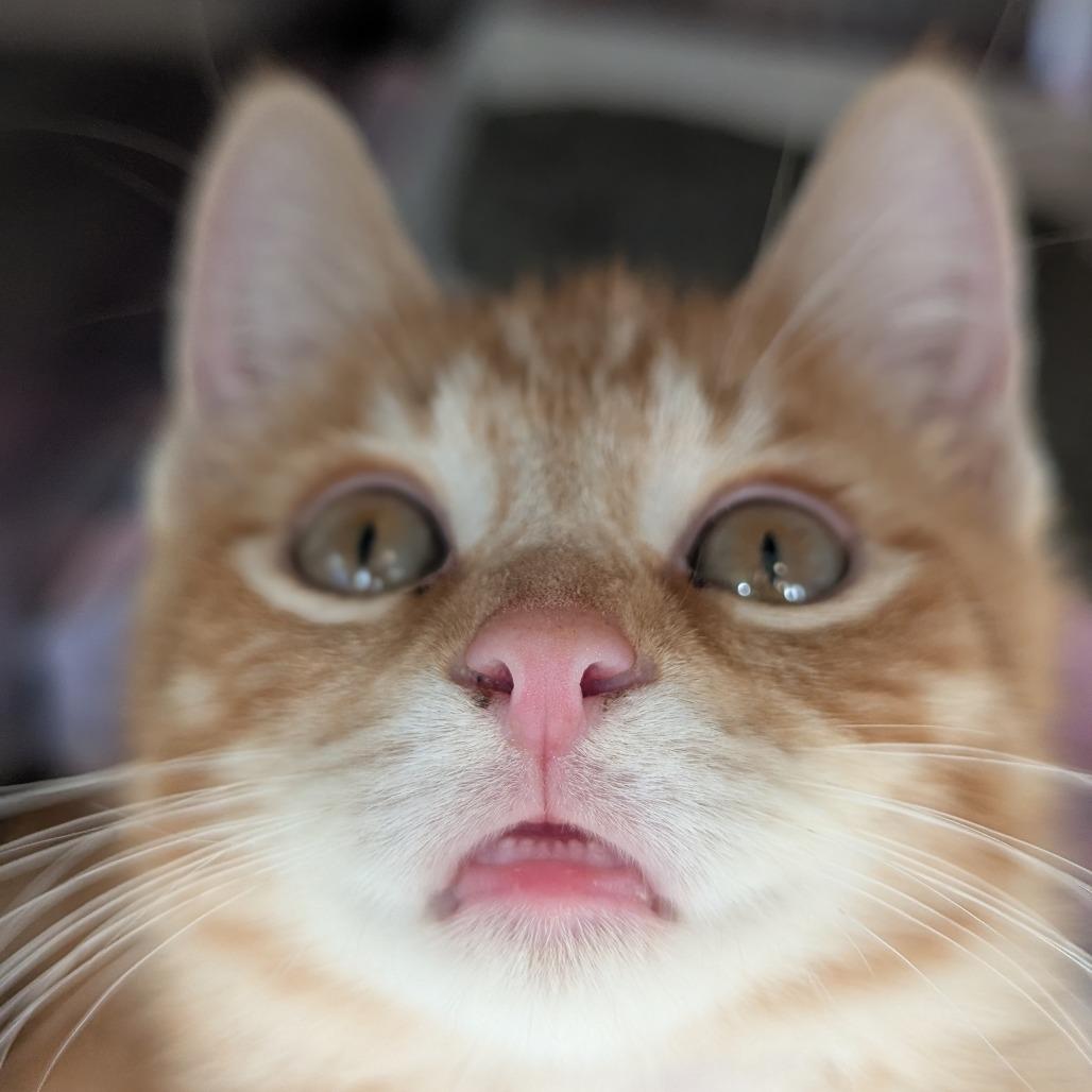 Enlarge Carlsbad, a Adoptable Domestic Short Hair in Asheville, NC image 3/5