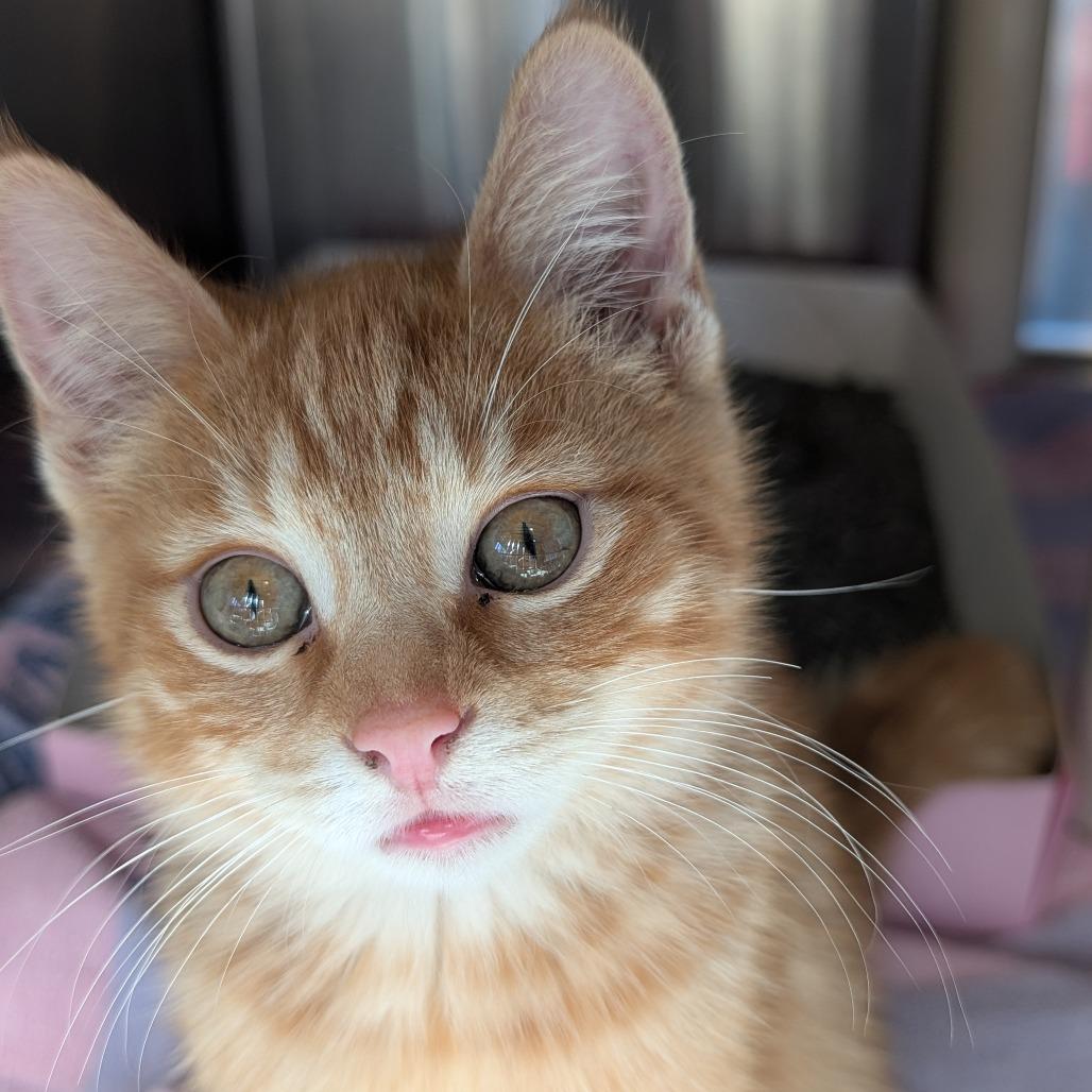 Enlarge Carlsbad, a Adoptable Domestic Short Hair in Asheville, NC image 4/5