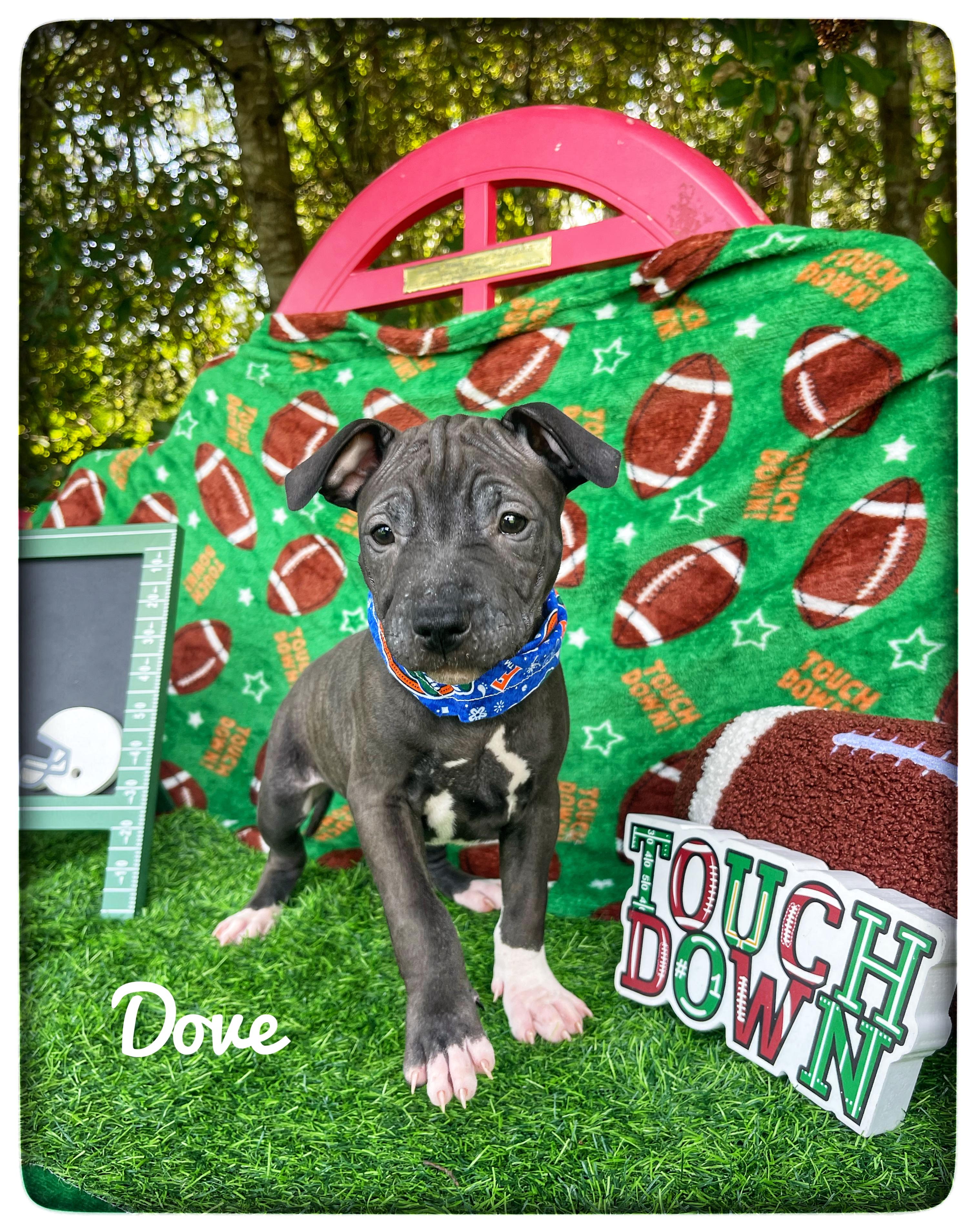 Dove, adopted, Puppy Female American Staffordshire Terrier.