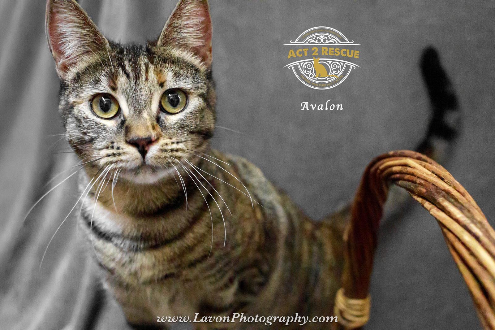 Avalon, Adoptable, Young Female Domestic Short Hair.