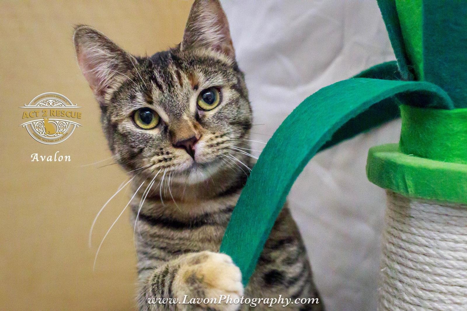 Enlarge Avalon, a Adoptable Domestic Short Hair in Riverside, CA image 2/3