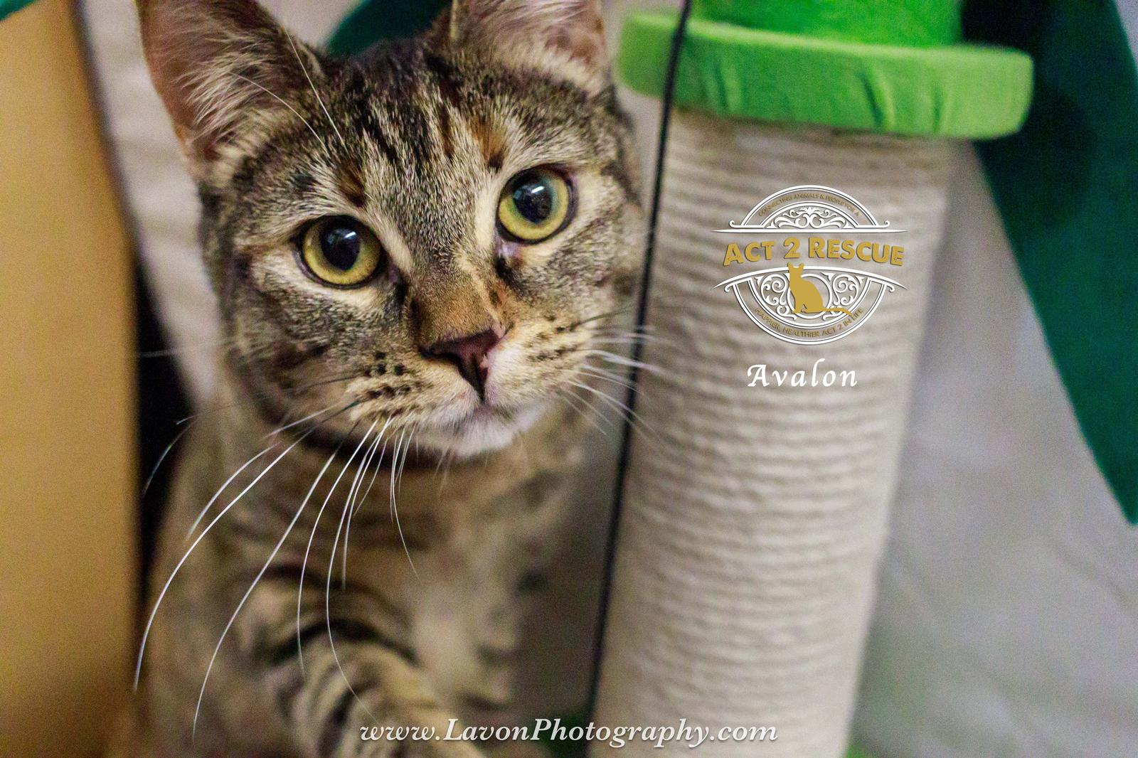 Enlarge Avalon, a Adoptable Domestic Short Hair in Riverside, CA image 3/3