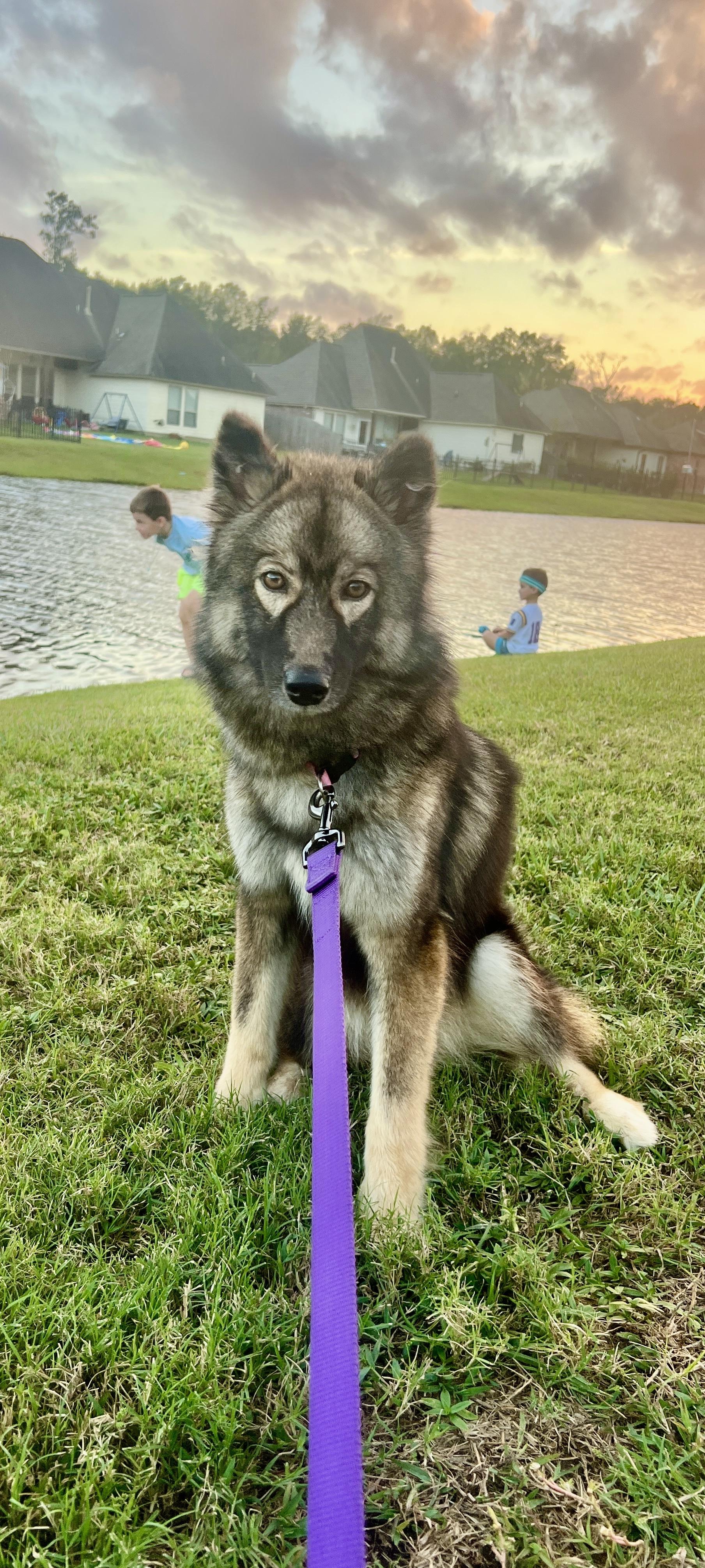 Sandy, Adopted, Adult Female Husky & German Shepherd Dog.