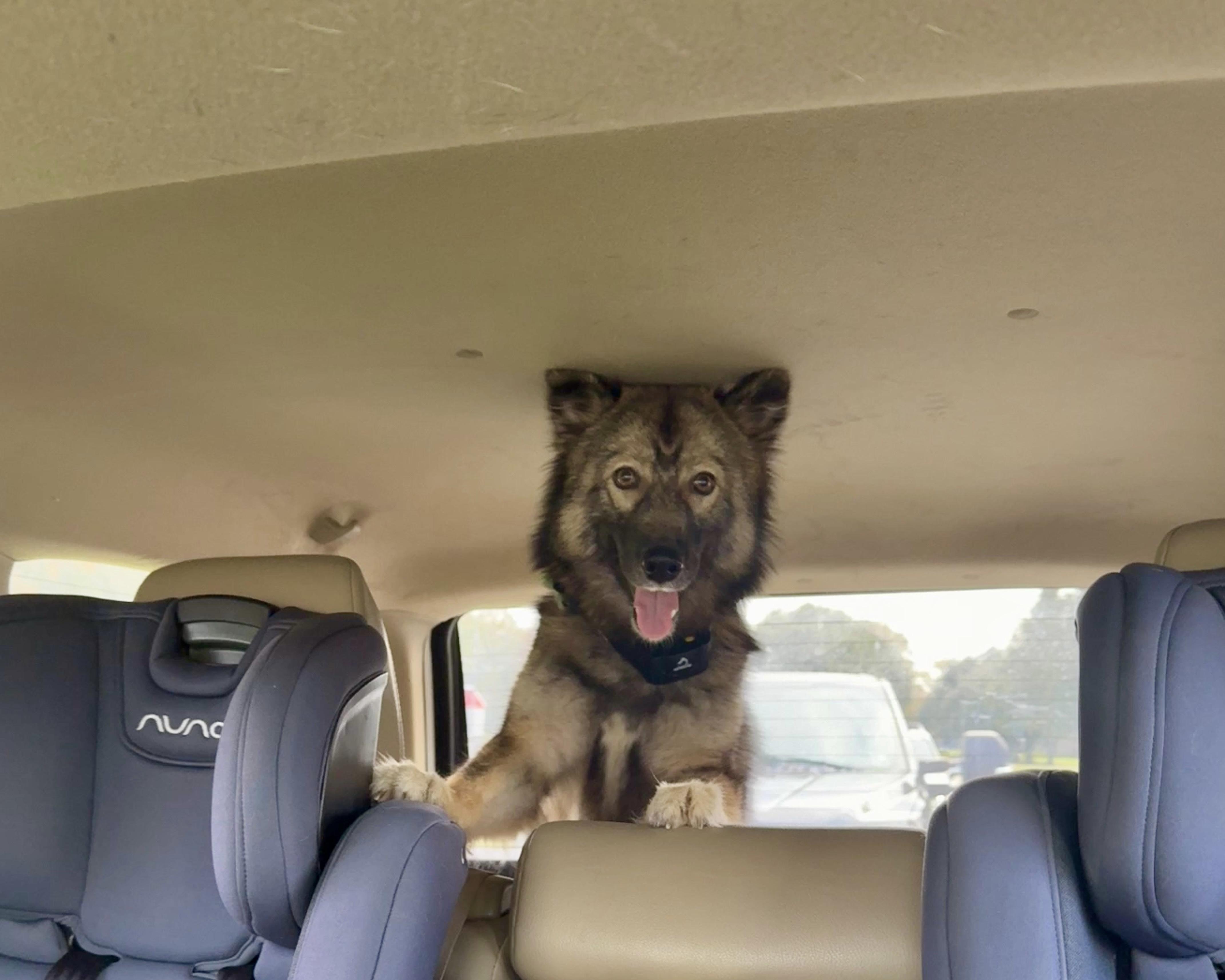 Enlarge Sandy, a Adopted mixed breed in Walker, LA image 2/2