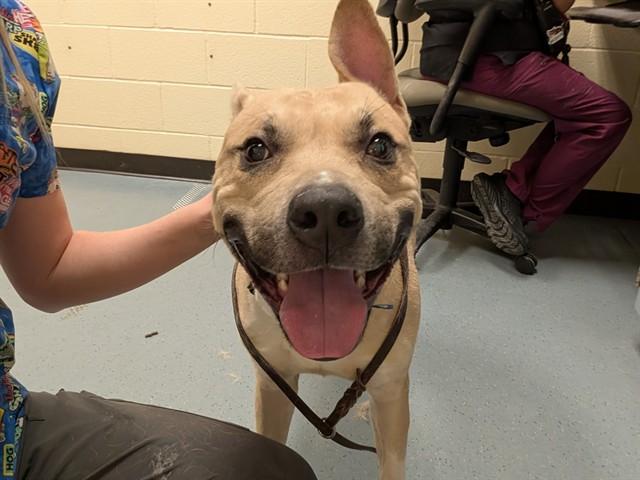 ZEUS, Adoptable, Adult Male Pit Bull Terrier & Mixed Breed.