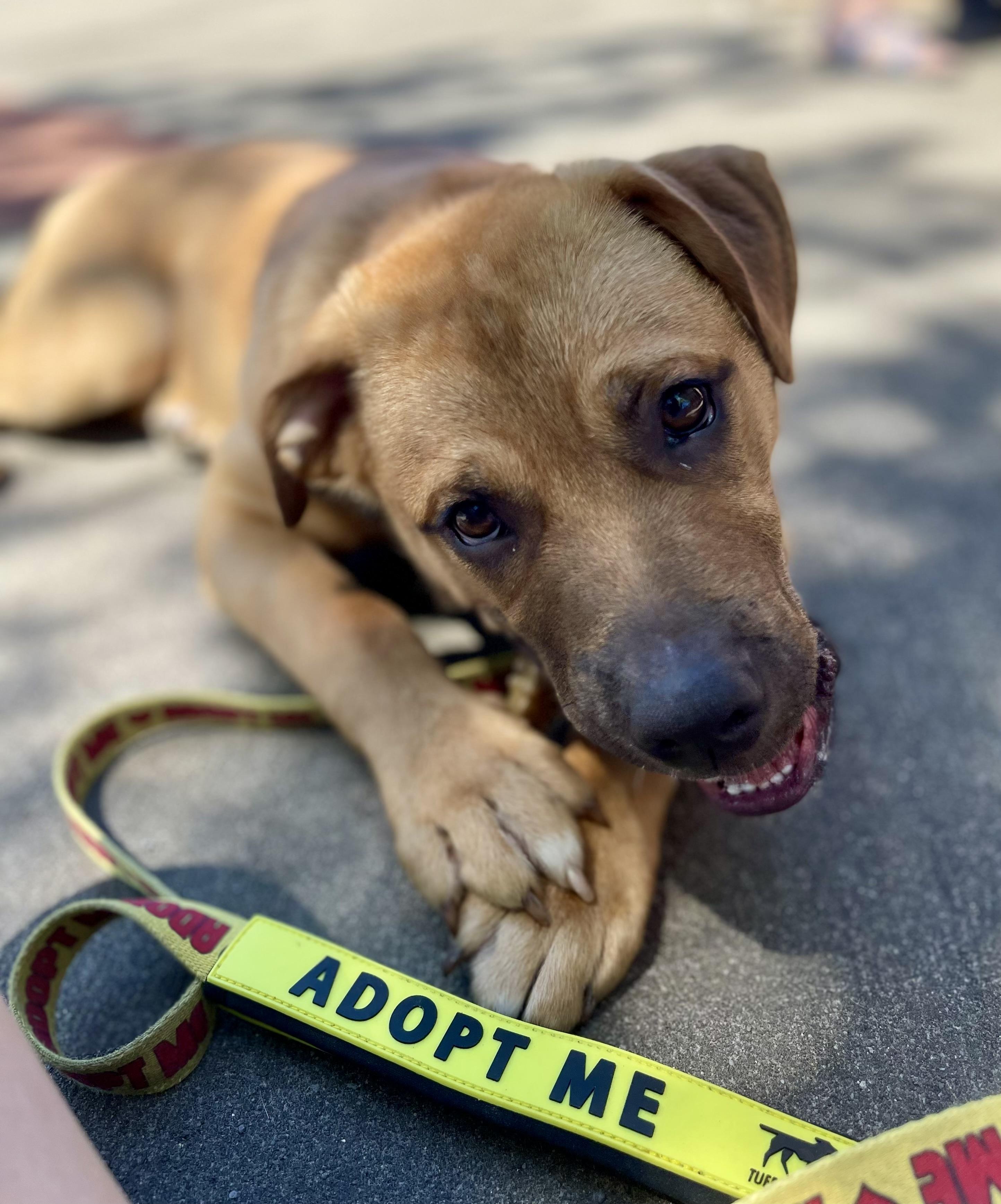 Baloo, ADOPTABLE, Young Male Shar-Pei & Boxer.