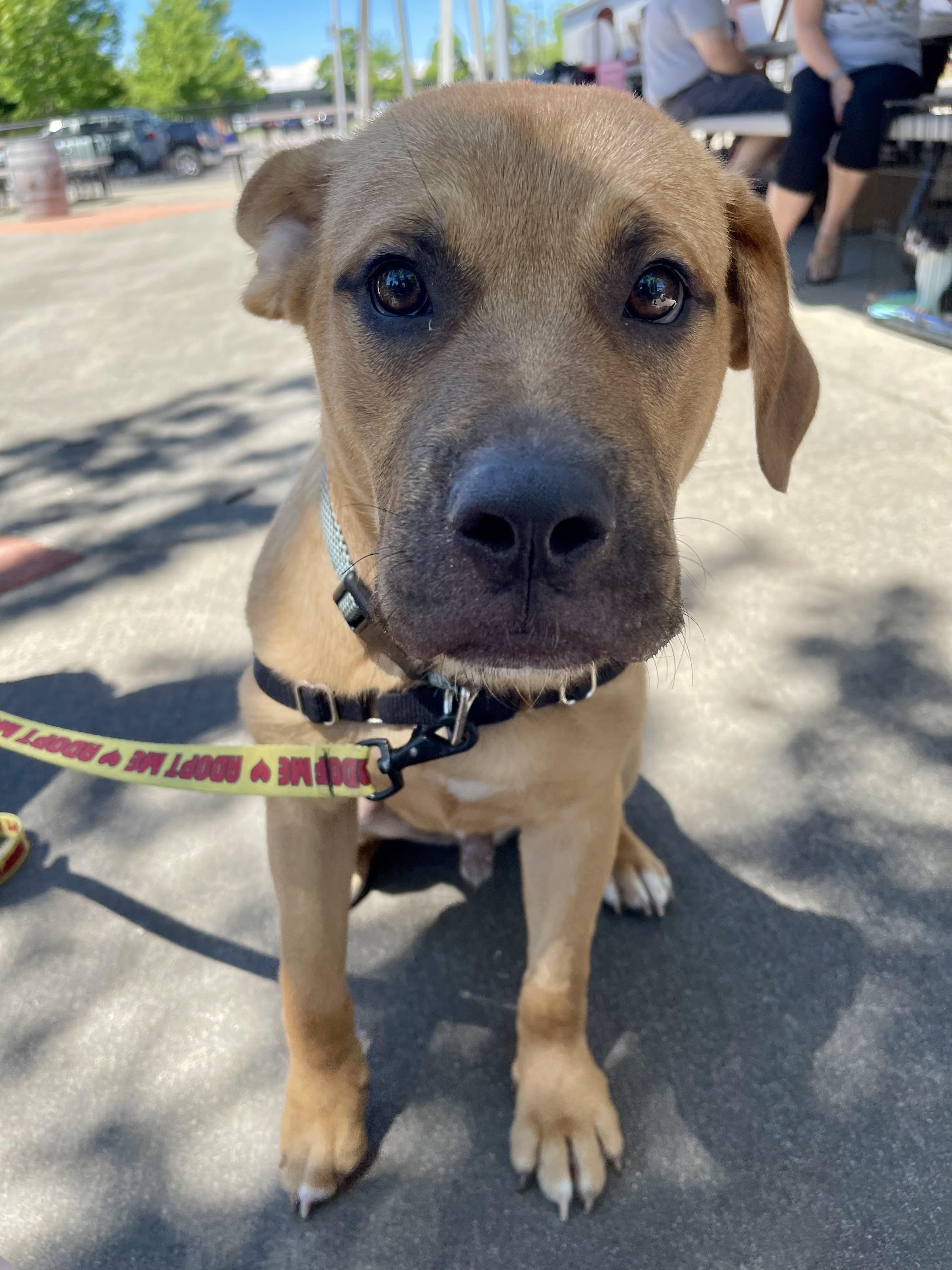 Baloo, a ADOPTABLE mixed breed in Ontario, NY image 3/4