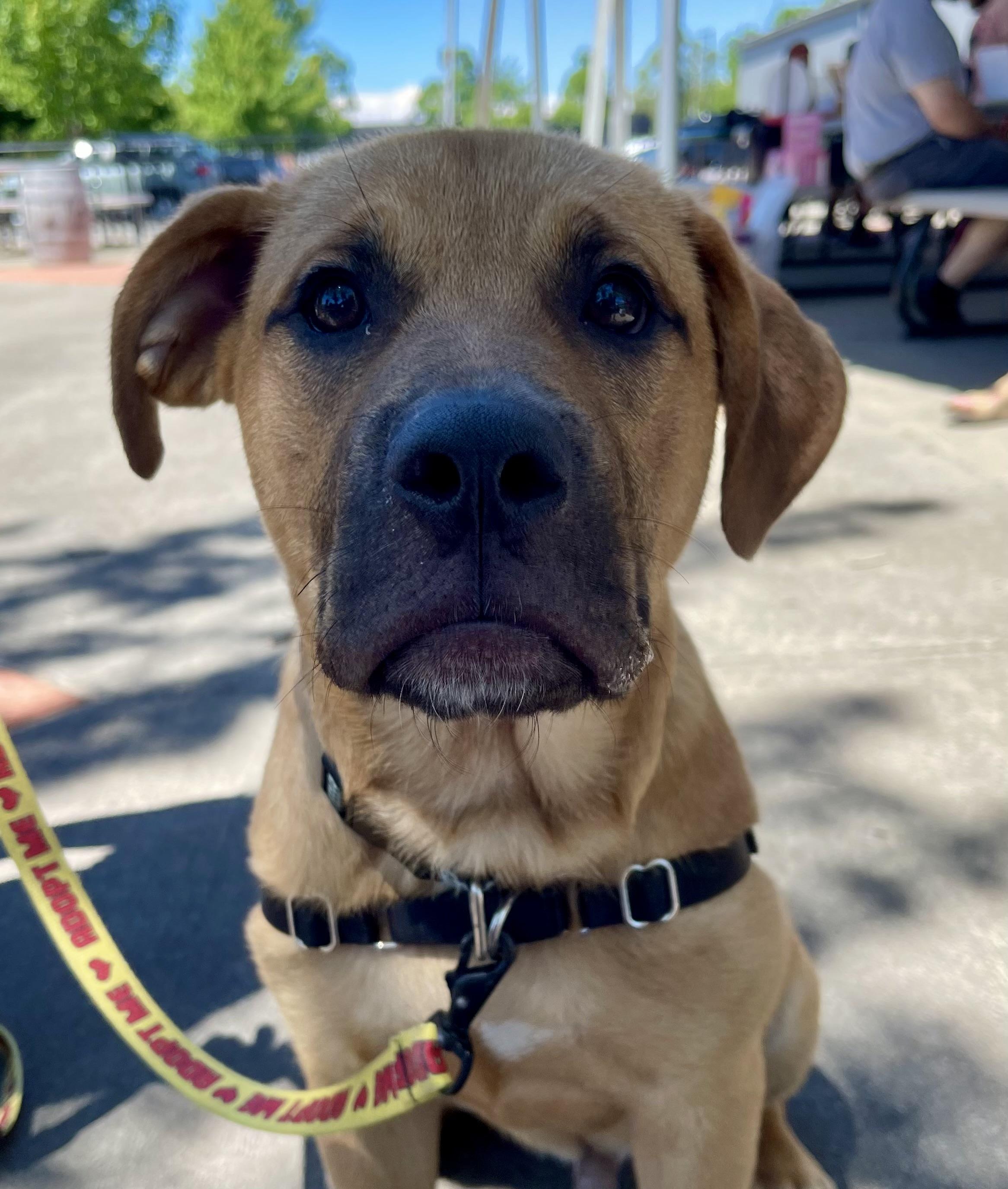 Baloo, a ADOPTABLE mixed breed in Ontario, NY image 2/4