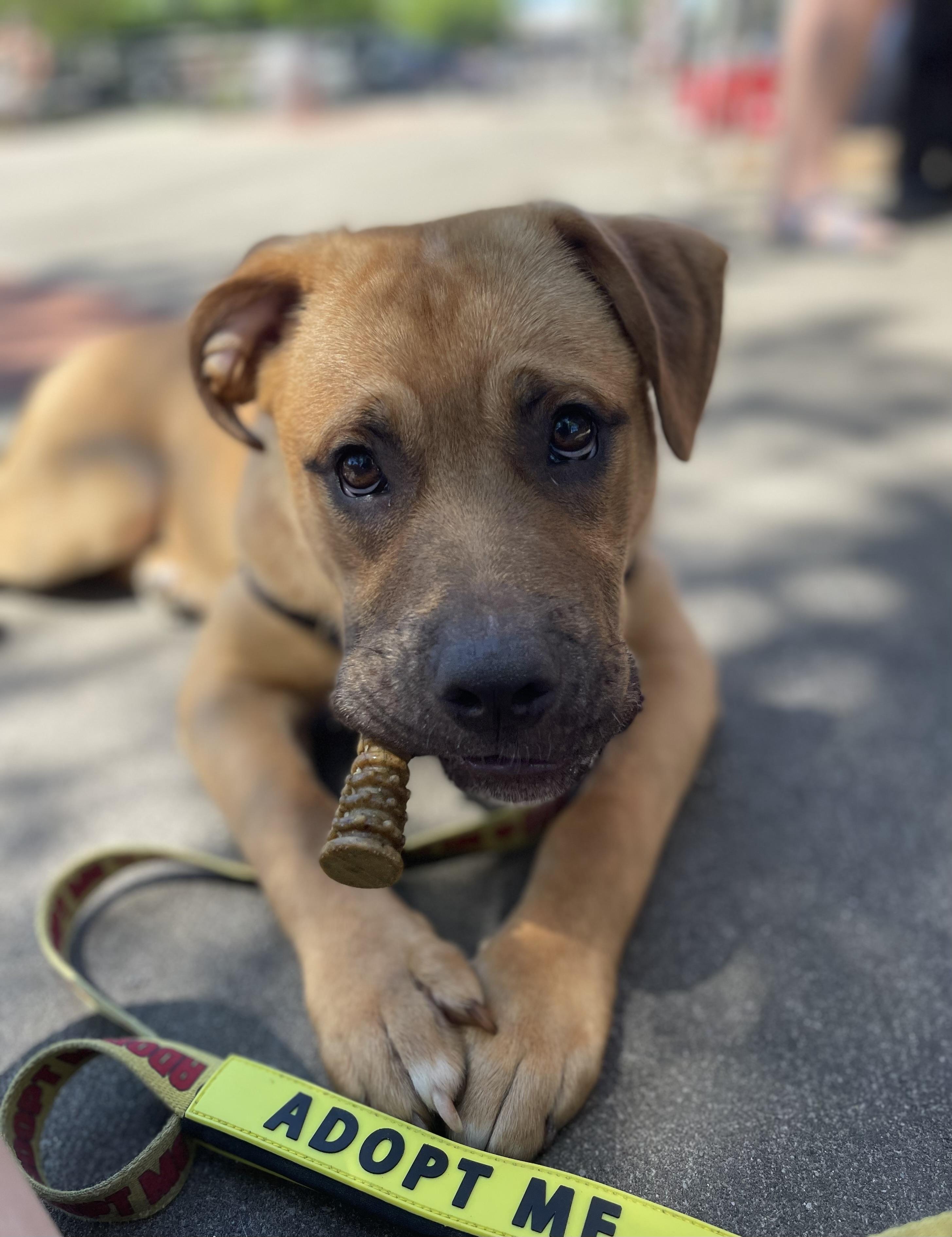 Baloo, a ADOPTABLE mixed breed in Ontario, NY image 4/4
