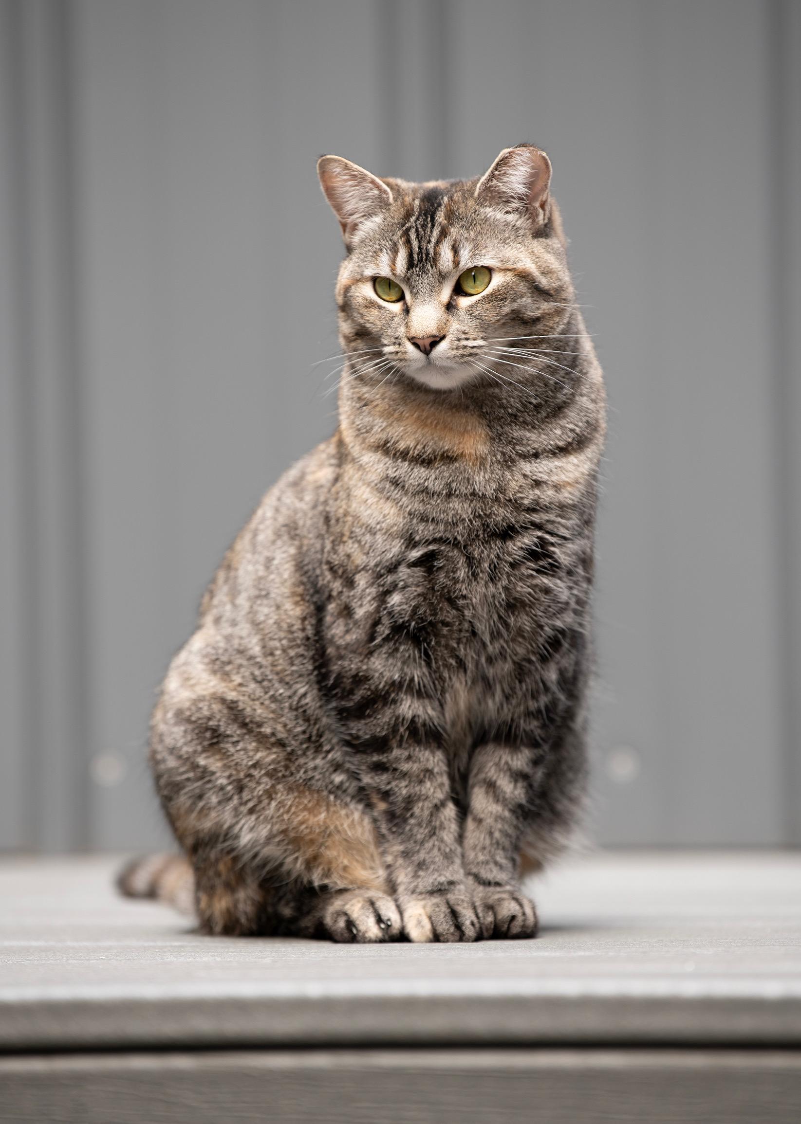 Enlarge LYRIC, a Adoptable Domestic Short Hair in New York, NY image 1/4