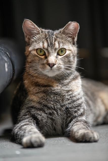 Lyric & Sonnet, Adoptable, Young Female Domestic Short Hair.