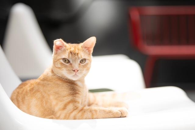 Lyric & Sonnet, a Adoptable mixed breed image 2/3