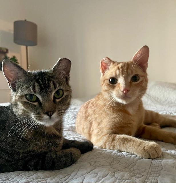 Lyric & Sonnet, a Adoptable mixed breed image 3/3