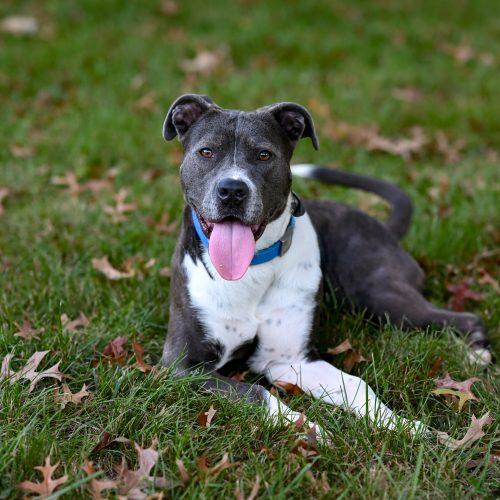 Enlarge Pebbles, a Adoptable mixed breed in Georgetown, KY image 1/6