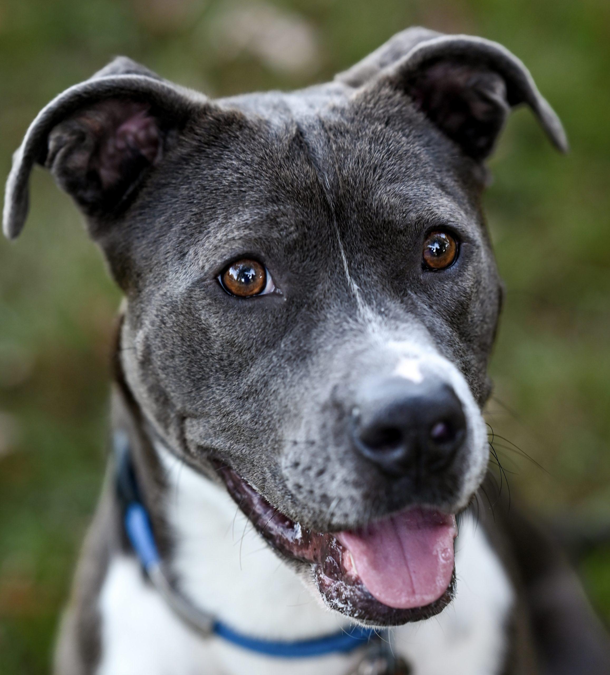 Enlarge Pebbles, a Adoptable mixed breed in Georgetown, KY image 2/6