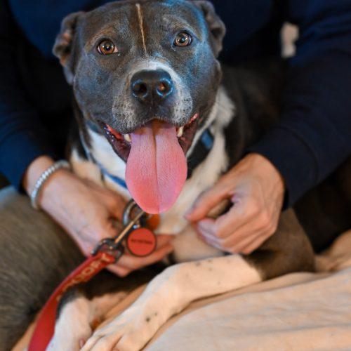 Enlarge Pebbles, a Adoptable mixed breed in Georgetown, KY image 3/6