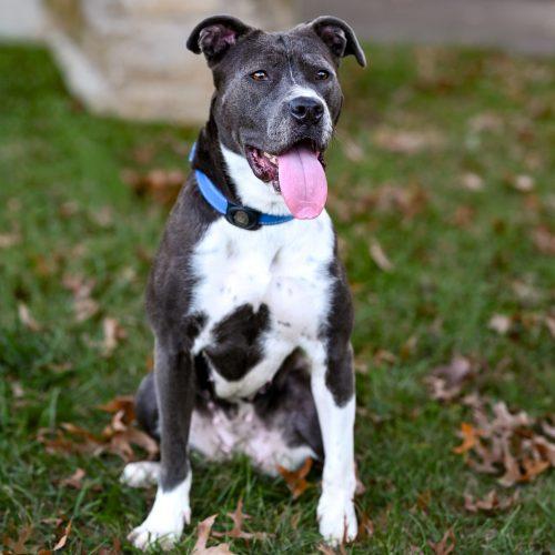 Enlarge Pebbles, a Adoptable mixed breed in Georgetown, KY image 4/6