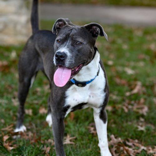Enlarge Pebbles, a Adoptable mixed breed in Georgetown, KY image 5/6