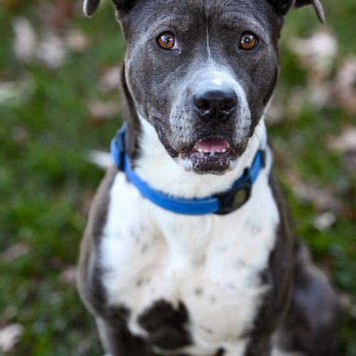 Enlarge Pebbles, a Adoptable mixed breed in Georgetown, KY image 6/6