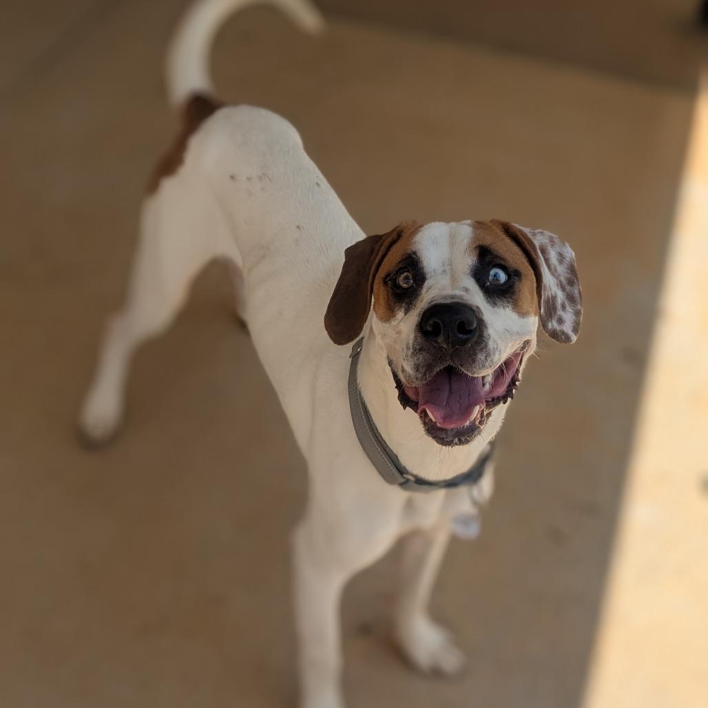 Luke (BAS), Adoptable, Adult Male Pointer & Mixed Breed.