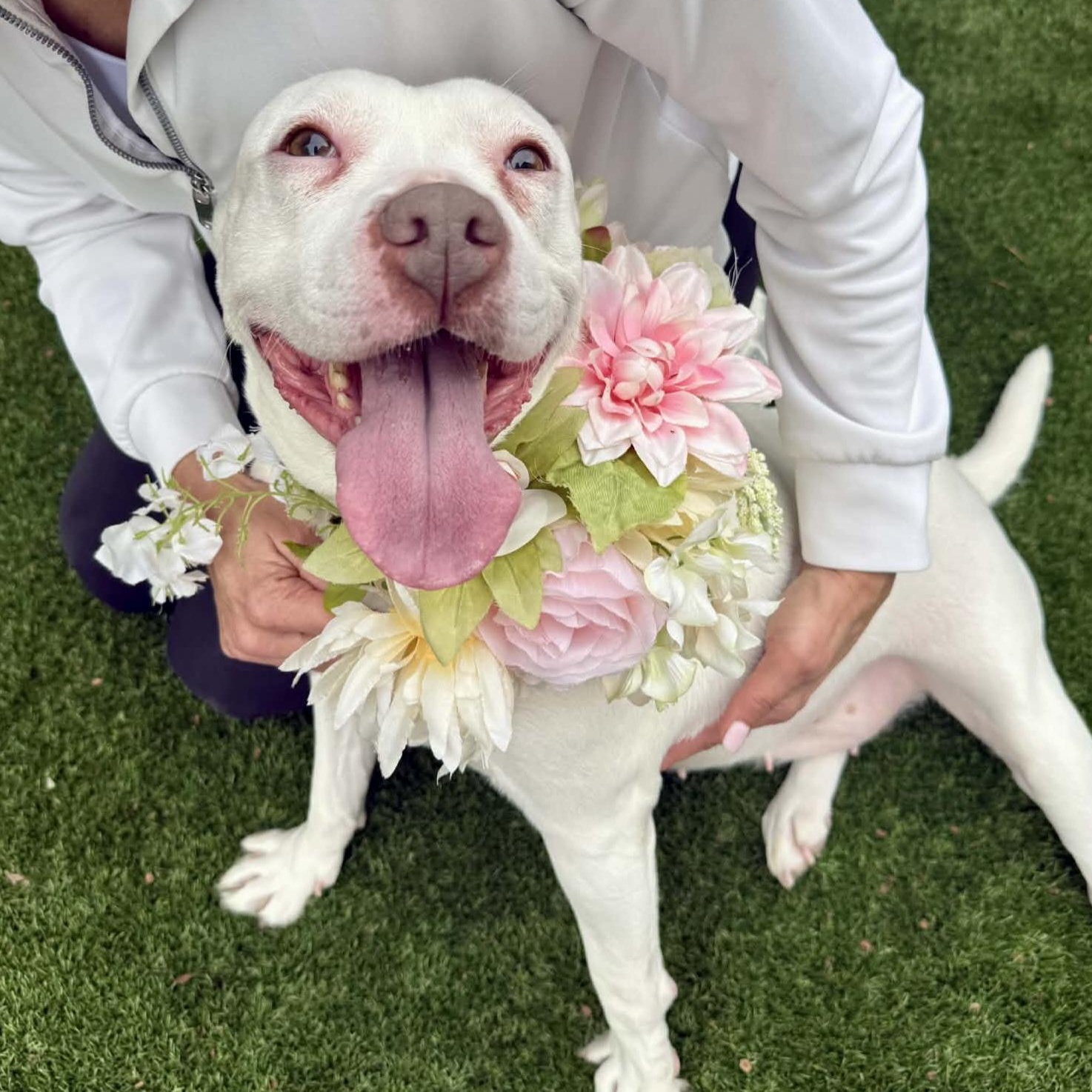 Evie Keller, Adoptable, Senior Female Pit Bull Terrier.