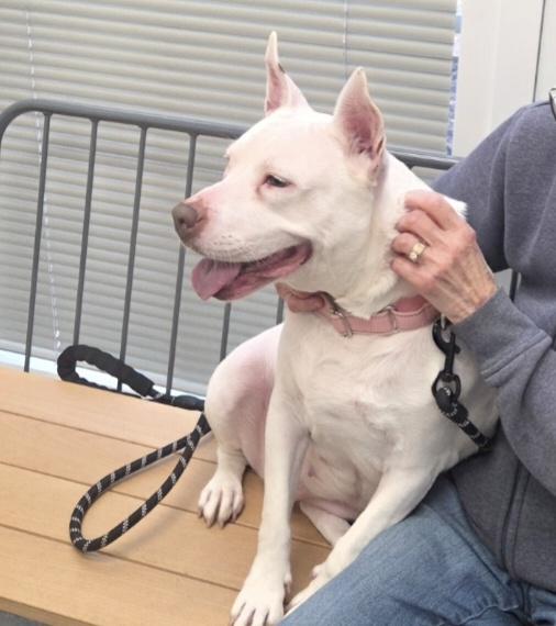Evie Keller, a Adoptable Pit Bull Terrier in Roswell, GA image 3/3