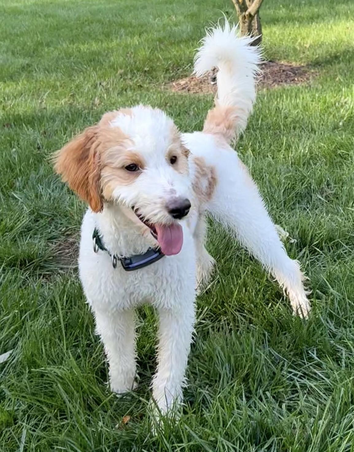 Cooper, ADOPTABLE, Puppy Male Bernadoodle.