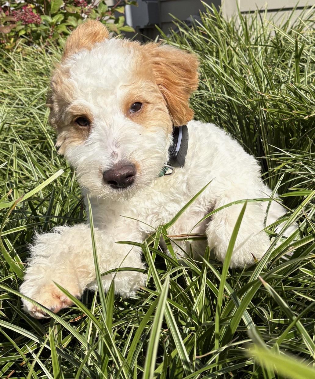 Enlarge Cooper, a ADOPTABLE Bernadoodle in Ewing, NJ image 2/3