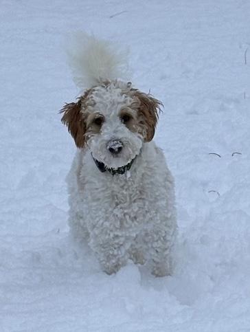 Enlarge Cooper, a ADOPTABLE Bernadoodle in Ewing, NJ image 3/3