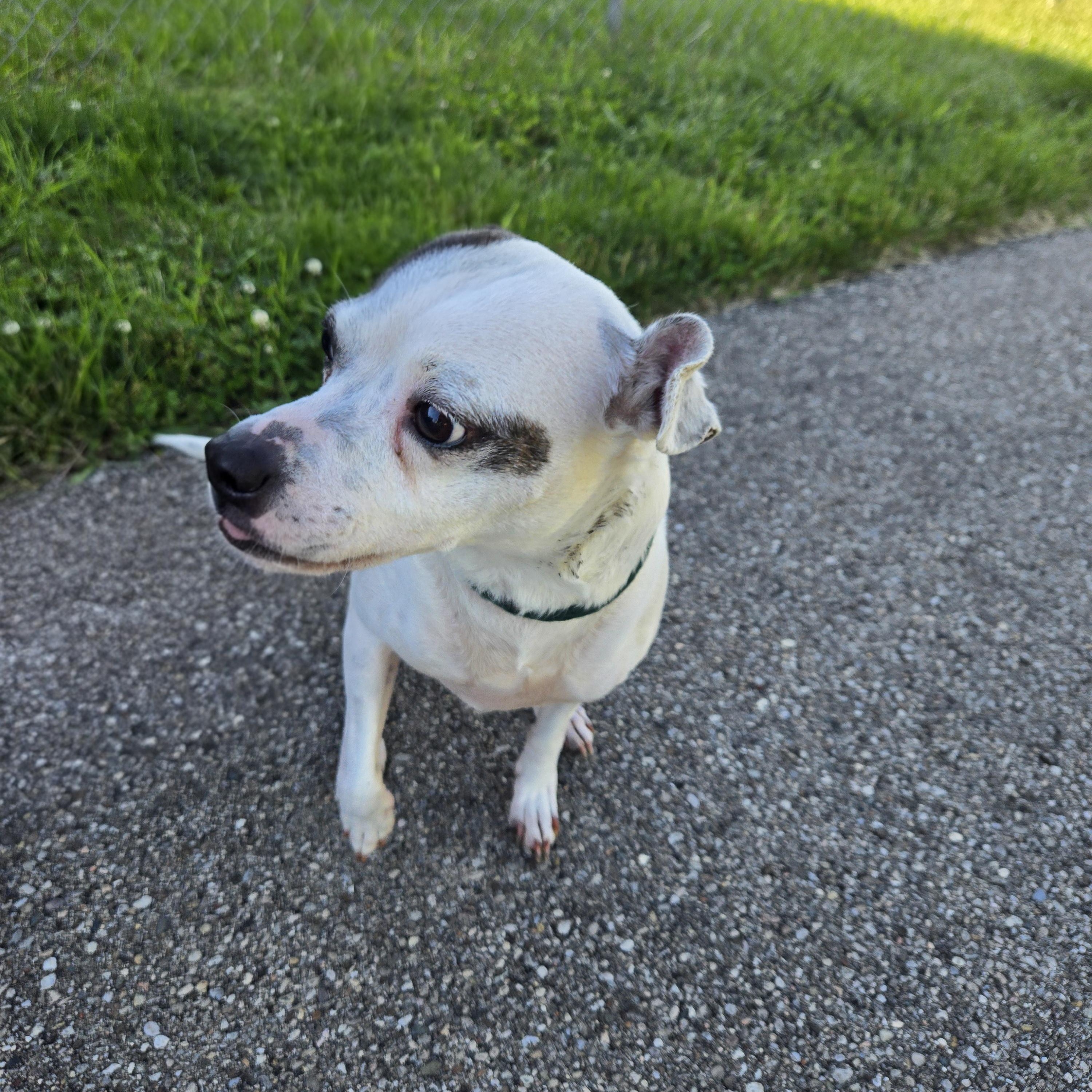 Enlarge Juno  , a ADOPTABLE Terrier in Xenia , OH image 3/6
