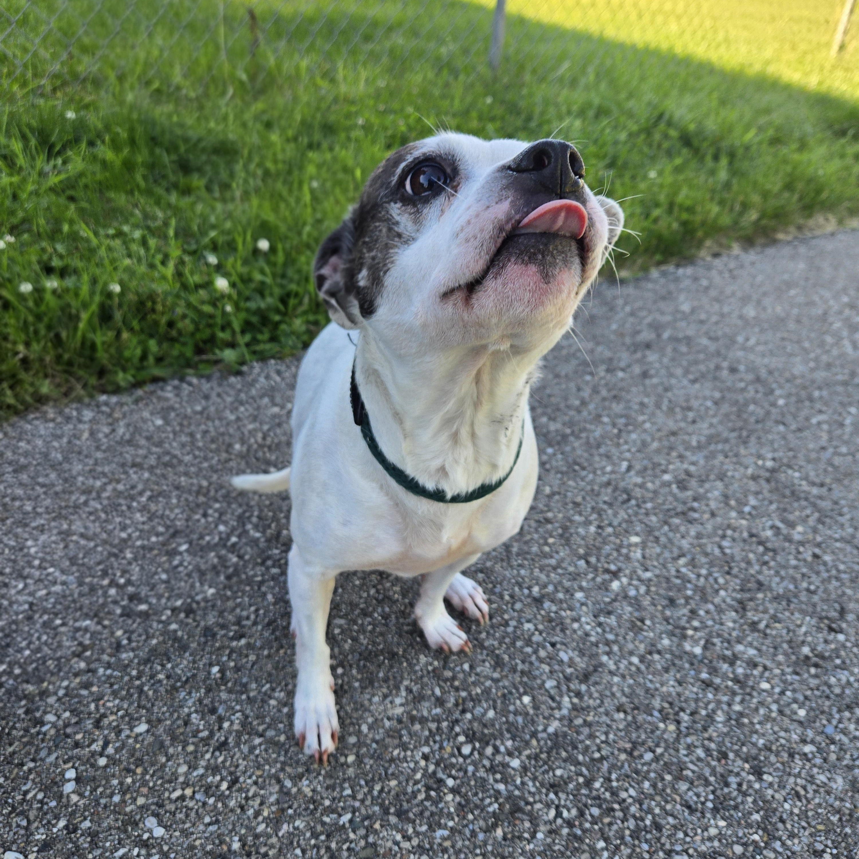 Enlarge Juno  , a ADOPTABLE Terrier in Xenia , OH image 1/6