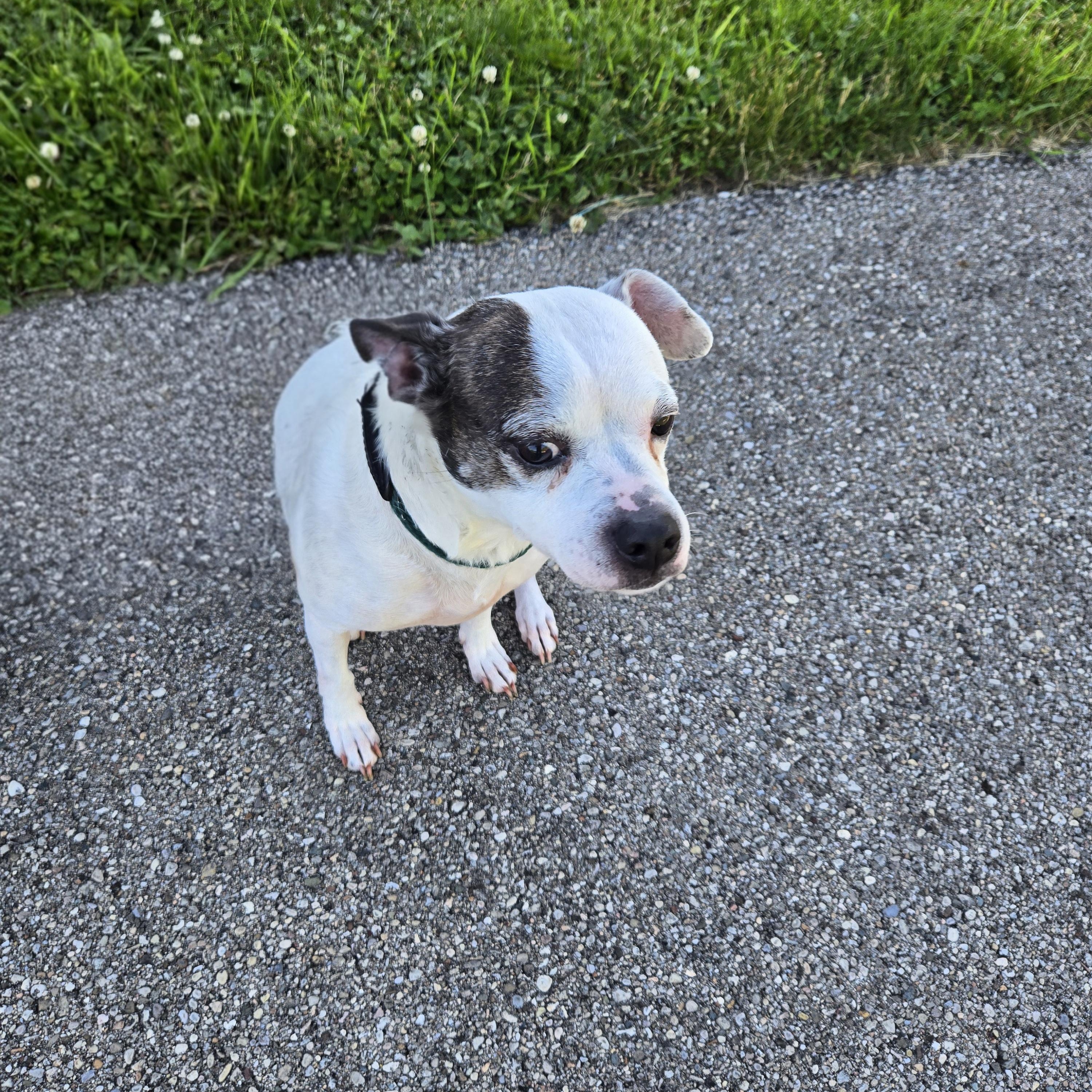 Enlarge Juno  , a ADOPTABLE Terrier in Xenia , OH image 4/6