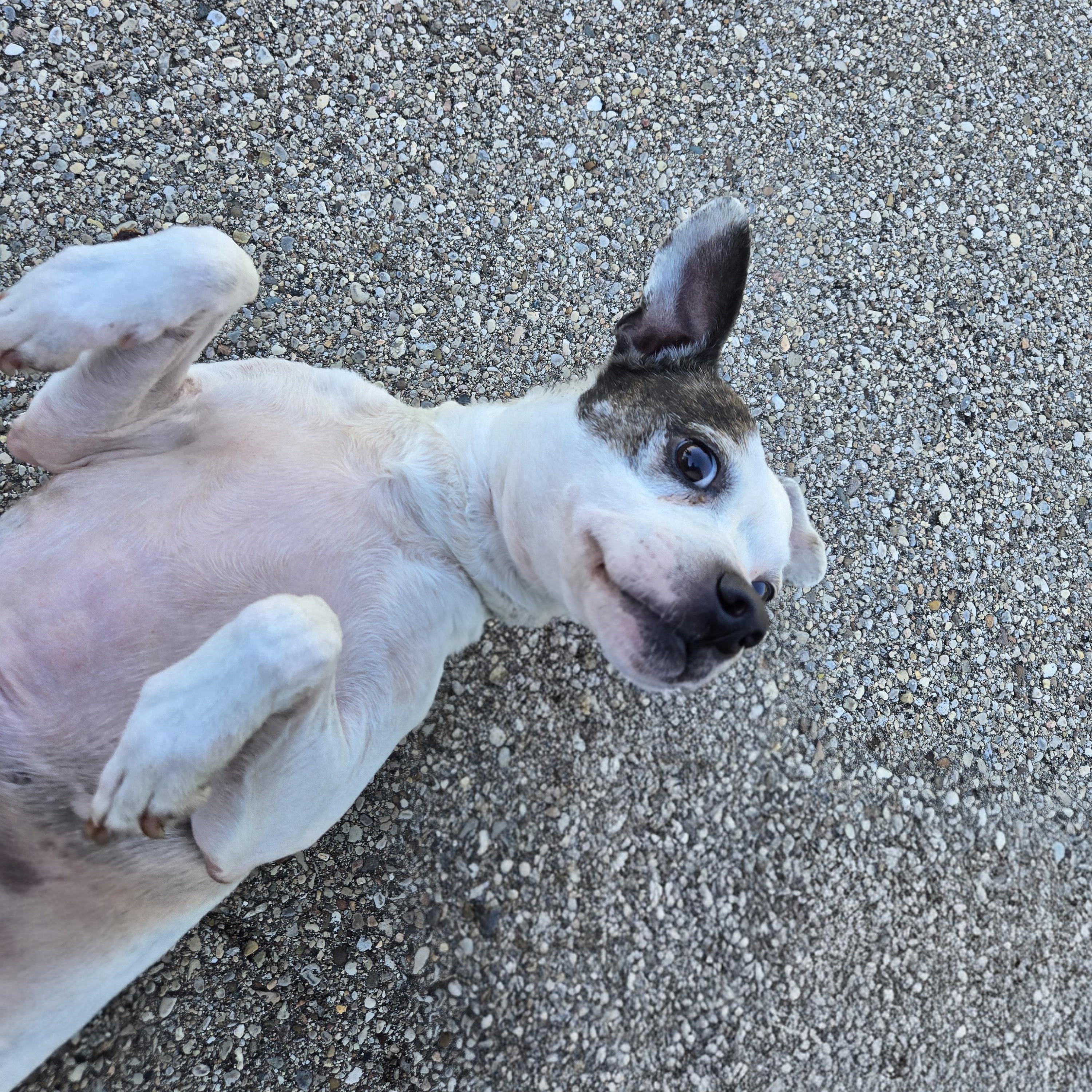Enlarge Juno  , a ADOPTABLE Terrier in Xenia , OH image 2/6