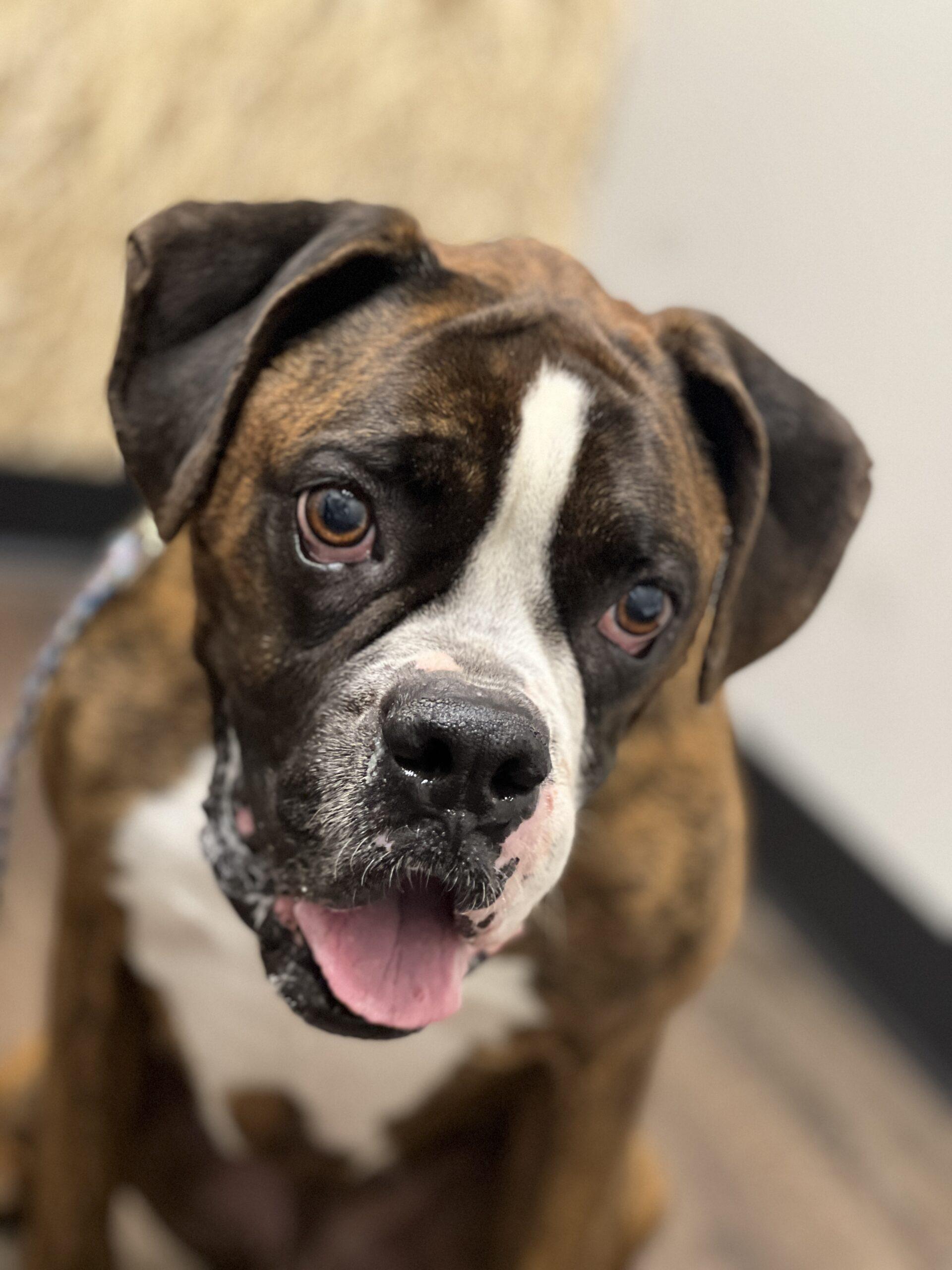 Enlarge Amigo, a Adoptable Boxer in Austin, TX image 1/6