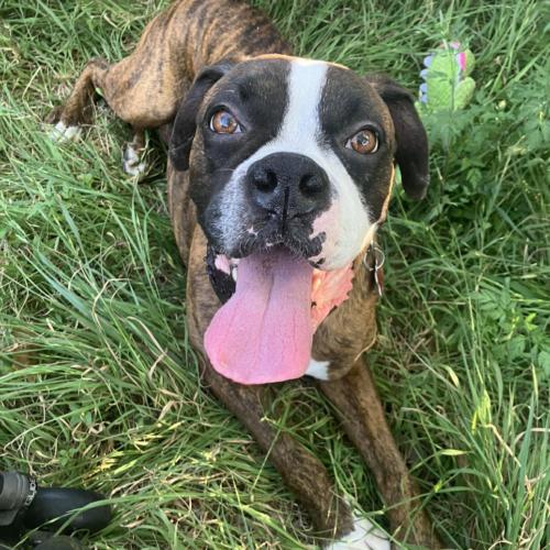 Enlarge Amigo, a Adoptable Boxer in Austin, TX image 2/5