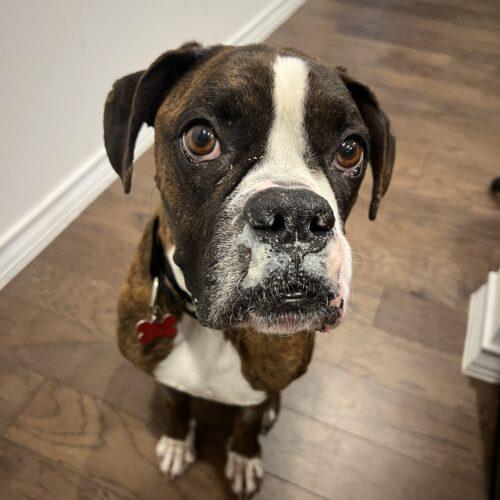 Enlarge Amigo, a Adoptable Boxer in Austin, TX image 3/6