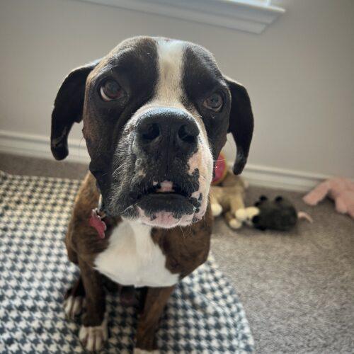 Enlarge Amigo, a Adoptable Boxer in Austin, TX image 5/6