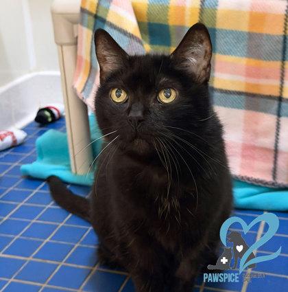 Enlarge Void *PAWSPICE*, an adoptable mixed breed in Sacramento, CA image 1/3