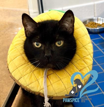 Enlarge Void *PAWSPICE*, an adoptable mixed breed in Sacramento, CA image 3/3