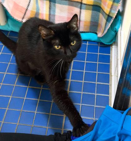 Enlarge Void *PAWSPICE*, an adoptable mixed breed in Sacramento, CA image 2/3